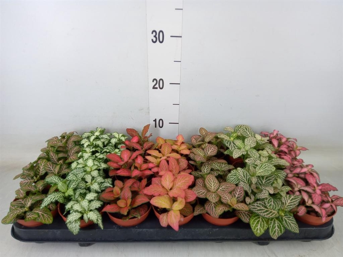 <h4>Fittonia   ...mix 7</h4>