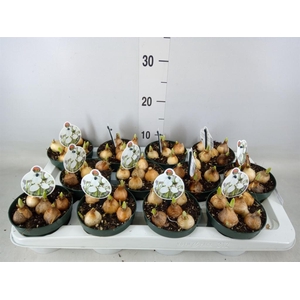 Galanthus nivalis   ...in pot