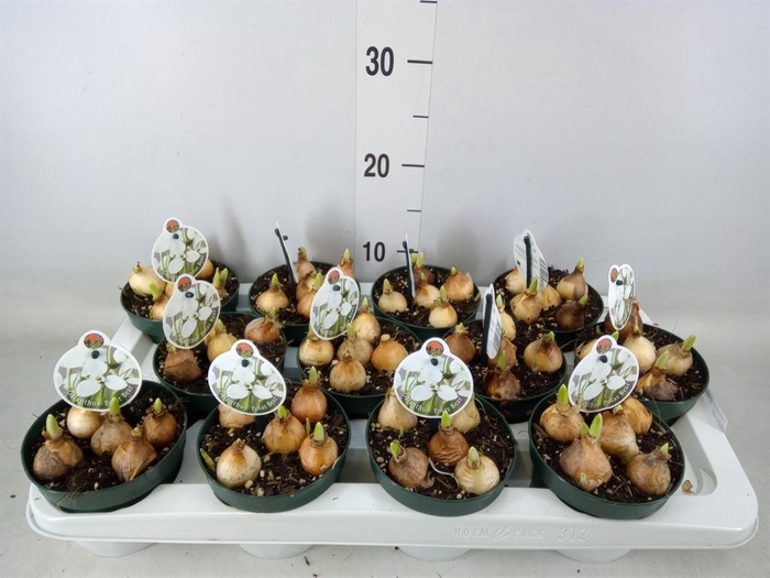 <h4>Galanthus nivalis ...in pot</h4>