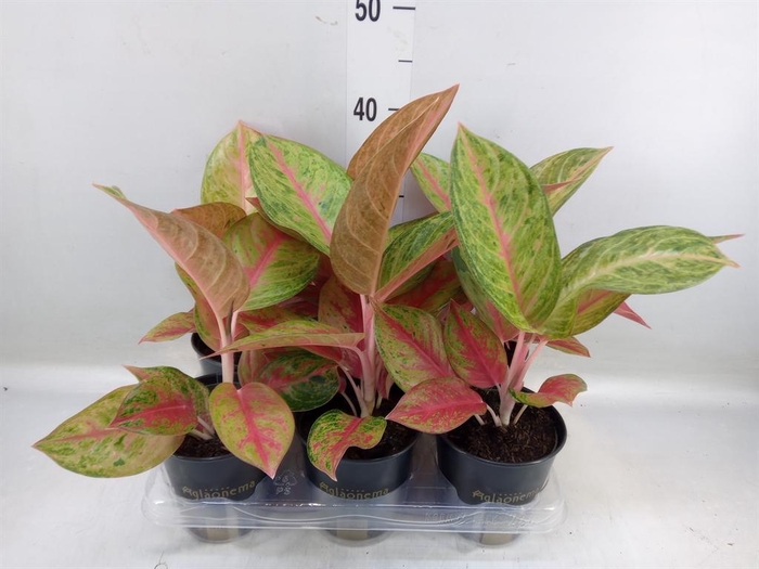 <h4>Aglaonema   ...</h4>