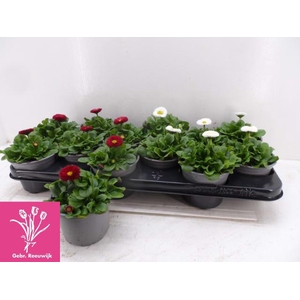 Bellis P Kl Rush Gem
