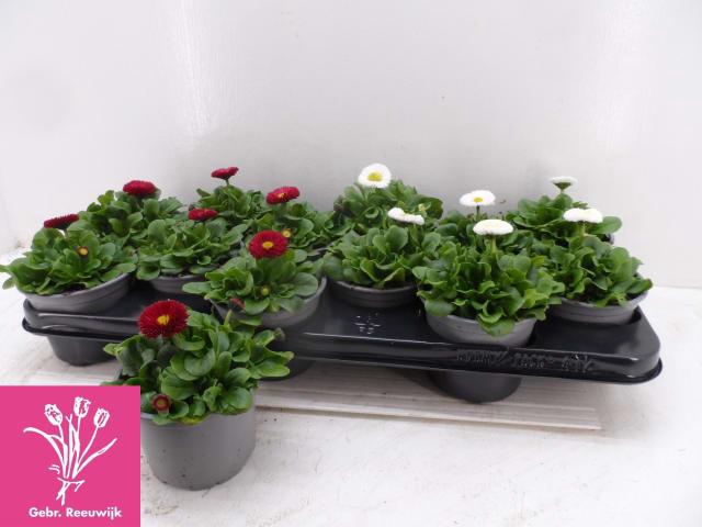 Bellis P Kl Rush Gem
