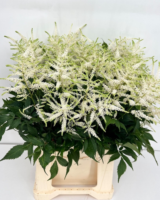 <h4>Astilbe Whasingthon</h4>