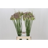Allium Green Drops