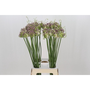 Allium Green Drops