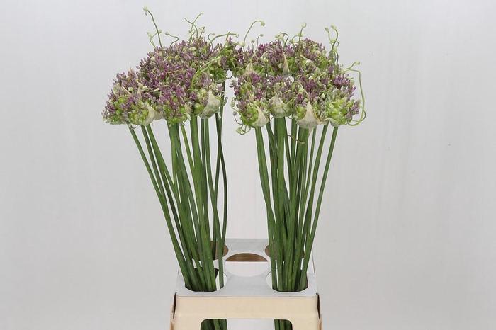 <h4>Allium Green Drops</h4>