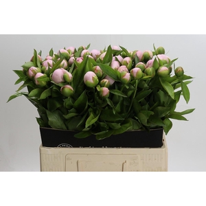 Paeonia (Herb. Hybrid Grp) 'Pink Vanguard'