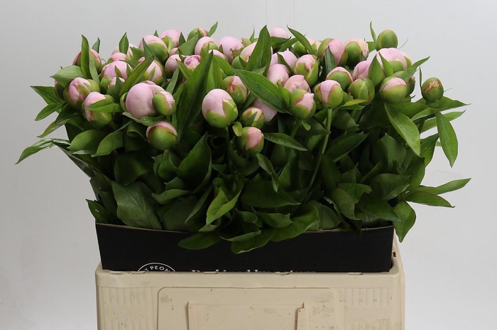 <h4>Paeonia (Herb. Hybrid Grp) 'Pink Vanguard'</h4>