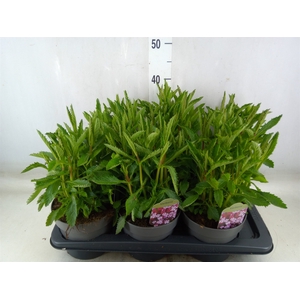Verbena bonariensis