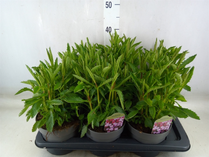 <h4>Verbena bonariensis</h4>
