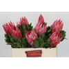 Protea Cynaroides Claire