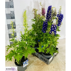 DELP GRANDIFLORUM
