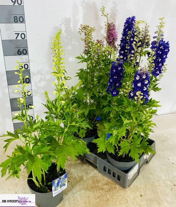 <h4>DELP GRANDIFLORUM</h4>
