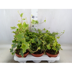 Hedera helix 'Goldchild'