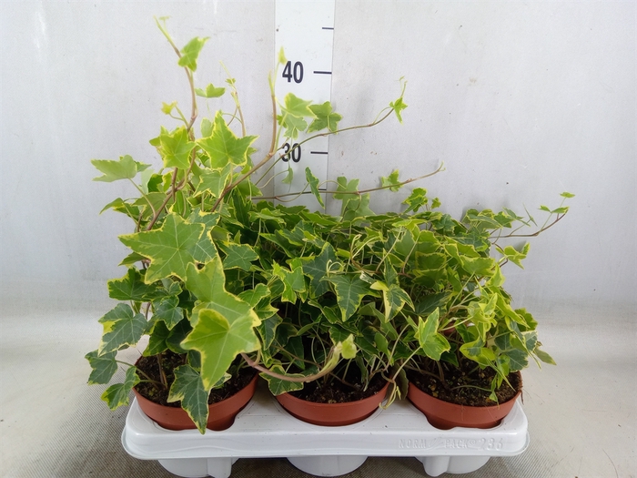 <h4>Hedera helix 'Goldchild'</h4>