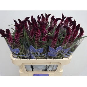 LYSIM ATROPURPUREA