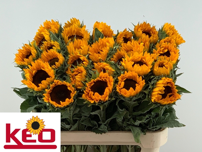 <h4>HELI SUNRICH ORANGE</h4>