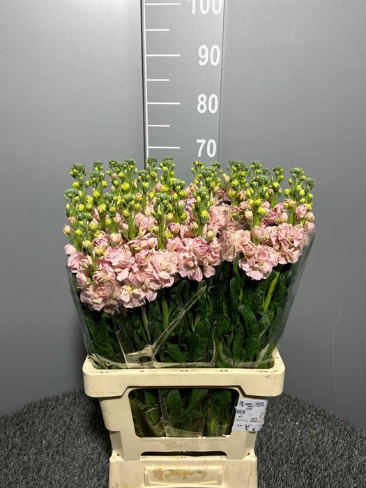 <h4>Matth Iron Apricot</h4>