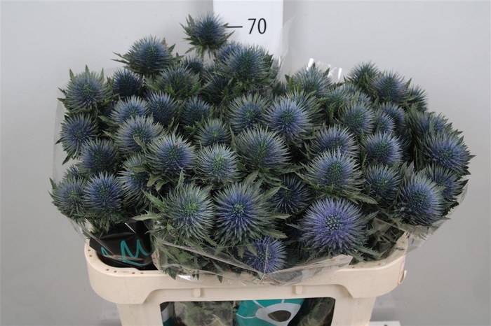 <h4>Eryn Magnetar Qstar</h4>