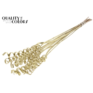 Cane Spring on stem Gold