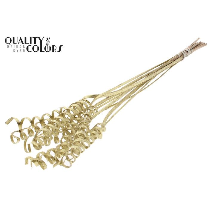 <h4>Cane Spring on stem Gold</h4>