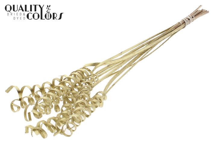 Cane Spring on stem Gold