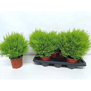 CUPR MA GOLDC VORMEN