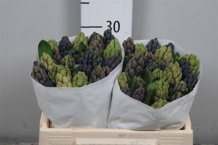 <h4>Hyac Gem 5 Kleuren</h4>