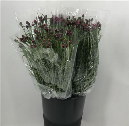 <h4>Centau Red</h4>