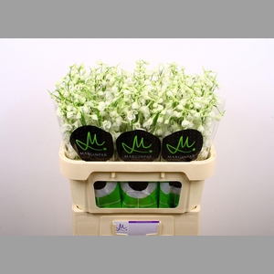 DELPH EN BE AN WHITE