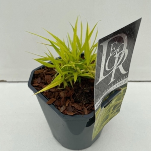 Hakonechloa macra