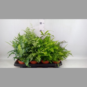 Ferns   ...mix