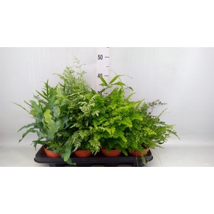 Ferns   ...mix