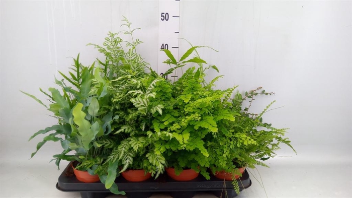 <h4>Ferns   ...mix</h4>