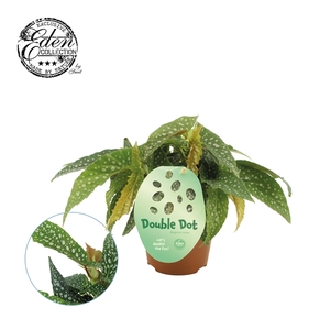 Begonia cane Double Dot 12cm