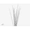 Speargrass 120