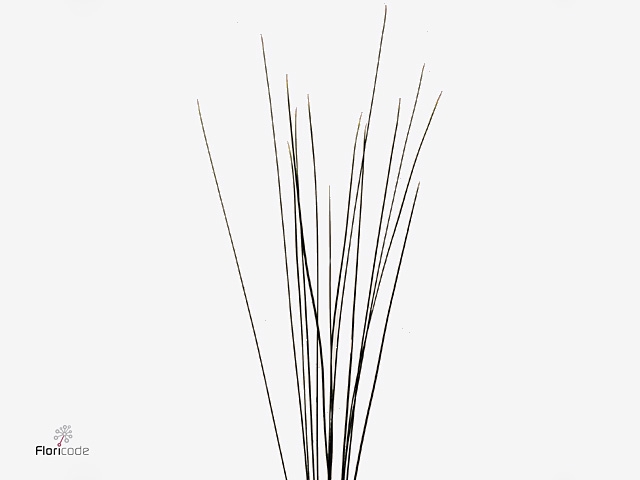 Speargrass 120