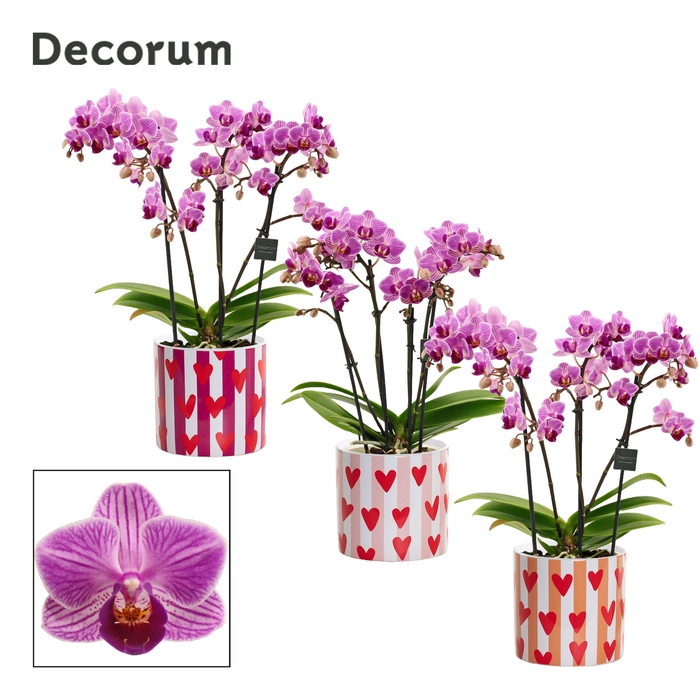 <h4>Phalaenopsis dazzling Dreamer 3-4 tak in Noura (Bubblicious-coll</h4>