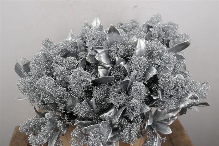 <h4>Skimmia Paint Gl Silver Bunch</h4>