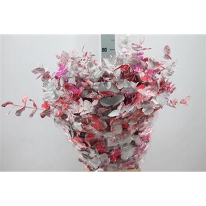 Euca Cinerea Klb Monet Red Long 300 Gram