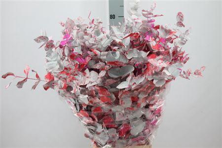 <h4>Euca Cinerea Klb Monet Red Long 300 Gram</h4>