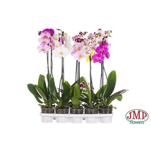 Phalaenopsis 12cm 2 Spike 20+ 60-8