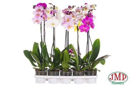 <h4>Phalaenopsis 12cm 2 Spike 20+ 60-8</h4>