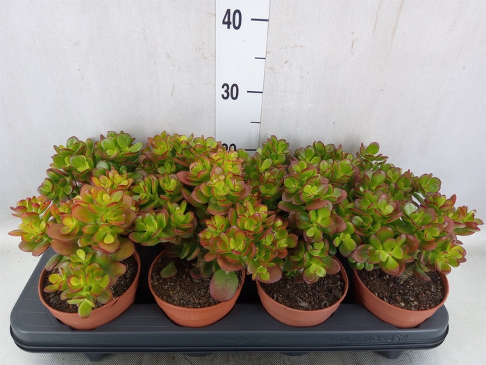 <h4>Crassula ovata 'Minor'</h4>