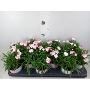 Dianthus  'Sprint Pink and Proud'