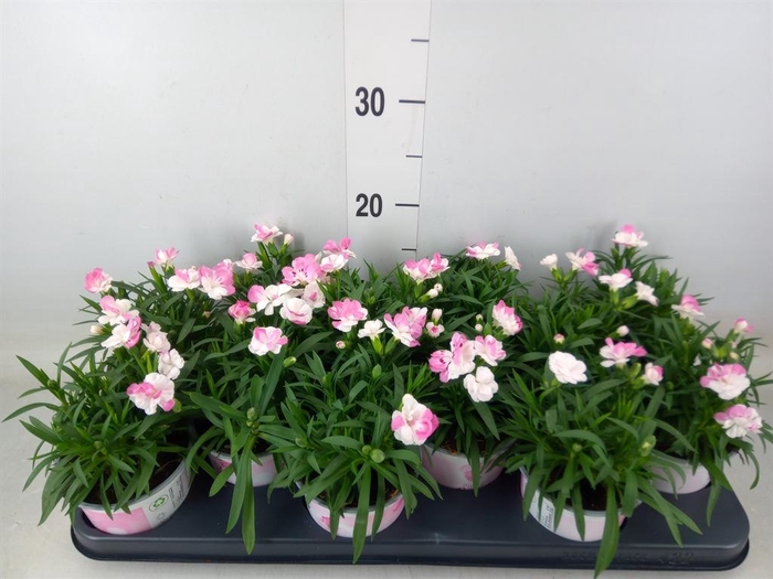 <h4>Dianthus  'Sprint Pink and Proud'</h4>
