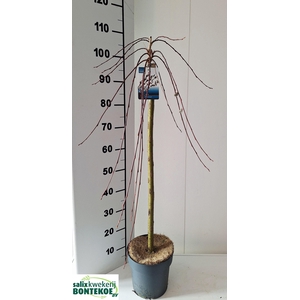 SALIX CAP KILMARNOCK