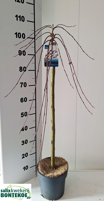 <h4>SALIX CAP KILMARNOCK</h4>