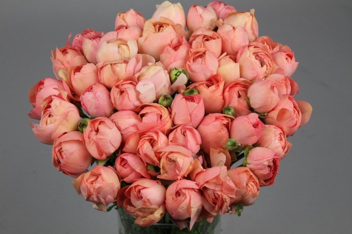 Ranunculus Clooney Gran Pastel