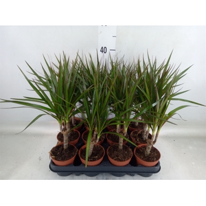Dracaena marg.